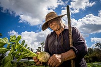 Marty Holman’s mother Peggy Garrett harvests a Watermelon Radish on Holman’s Harvest Farm, in Loxahatchee Groves, Florida, February 25, 2021.