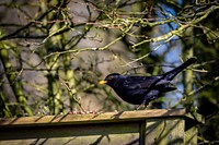 Blackbird on a roof. Original public domain image from Flickr