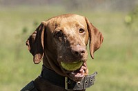 F1K9 agricultural disease Detection Dog (in-training) Kos (a Vizsla dog) who can quickly and accurately inspect rows of citrus plants; part of their work with U.S. Department of Agriculture (USDA) Agricultural Research Service (ARS) scientists from Fort Pierce, FL, to train dogs to detect huanglongbing (HLB; a.k.a. citrus greening) in citrus, squash vein yellowing virus (SqVYV; cause of viral watermelon vine decline) in squash, and tomato chlorotic spot virus (TCSV) in pepper plants at this training session in New Smyrna Beach, FL, on Feb. 25, 2021.