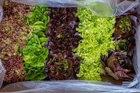 Jerry and Tamara Renick, owners of Ecotone Farm have been using hydroponics since 2012 to grow seven varieties of lettuce in Fellsmere, Florida. Original public domain image from Flickr