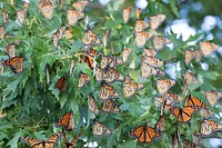 Monarchs roosting. Original public domain image from Flickr