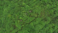 Elephant in forest, drone shot. Original public domain image from Flickr