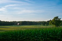 Cornfield and cattle scenics near Elliott City, Md., August, 20, 2020USDA/FPAC photo by Preston Keres. Original public domain image from Flickr