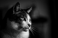 Black and white shot of a cat's face. Original public domain image from Flickr