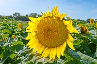 Beautiful yellow sunflower. Original public domain image from <a href="https://www.flickr.com/photos/royharryman/50317724083/" target="_blank">Flickr</a>