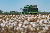Operations Manager Brandon Schirmer operates a harvester at his father's Ernie Shirmer Farms during the cotton harvest, in Batesville, TX, on August 22, 2020.