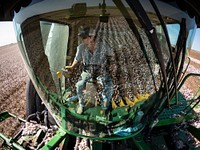 Operations Manager Brandon Schirmer heads to the stompers to unload a full harvester at his father's Ernie Shirmer Farms, during the cotton harvest, in Batesville, TX, on August 22, 2020.