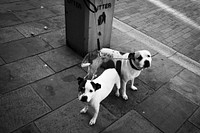 Dogs tied with a pole, monotone. Original public domain image from Flickr