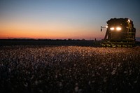 Twilight colors fill the sky, as harvesters turn on their lights and work into the evening, during the Ernie Schirmer Farms cotton harvest which has family, fellow farmers, and workers banding together for the long days of work, in Batesville, TX, on August 23, 2020.