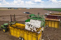 A motorized cotton picker's conveyor unloading cotton bolls to module builder which compact the bolls into free-standing modules, 32 feet long, 7 1/2 feet wide, and 9 1/2 feet tall, during the Ernie Schirmer Farms cotton harvest that has family, fellow farmers, and workers banding together for the long days of work, in Batesville, TX, on August 23, 2020.