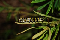 Monarch instar larva on milkweed. Original public domain image from Flickr
