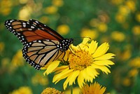 Monarch adult nectaring on Golden Crownbeard. Original public domain image from Flickr