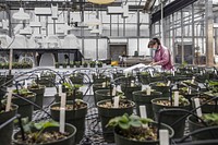 Strawberry flowers and their pollen from these potted plants will be harvested by the strawberry breeder to make cross-pollination by the U.S. Department of Agriculture (USDA) Agricultural Research Service (ARS) team, led by Plant geneticist Kim Lewers who developed strawberries such as the 'Keepsake,’ a midseason, spring-bearing, or short-day strawberry (Fragaria xananassa Duch ex Rozier), that has an improved shelf-life; it is the first result from an increased effort by the ARS, in Beltsville, Maryland, on February 16, 2021.