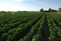 A field of bell peppers grow on Rick and Robyn Purdum's farm. Fruitland, Idaho. 7/22/2012 Photo by Kirsten Strough. Original public domain image from Flickr