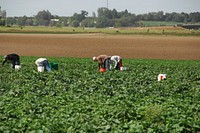 Workers mannually harvest ripe produce on Rick and Robyn Purdum's farm. Fruitland, Idaho.7/20/2012 Photo by Kirsten Strough. Original public domain image from Flickr.