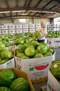 Workers process famous Hermiston Melons at the Walchli Farms processing plant. Hermiston, Oregon. Photo by Kirsten Strough. Original public domain image from <a href="https://www.flickr.com/photos/usdagov/51040404342/" target="_blank">Flickr</a>