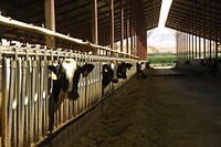 Holstein milking cows at the David Holm Dairy. The dairy milks roughly 600 cows daily. Fruitland, Idaho. 7/20/2012 Photo by Kirsten Strough. Original public domain image from Flickr