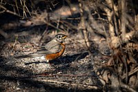 American robin. Original public domain image from Flickr