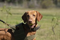 F1K9 agricultural disease Detection Dog (in-training) Kos (a Vizsla dog) who can quickly and accurately inspect rows of citrus plants; part of their work with U.S. Department of Agriculture (USDA) Agricultural Research Service (ARS) scientists from Fort Pierce, FL, to train dogs to detect huanglongbing (HLB; a.k.a. citrus greening) in citrus, squash vein yellowing virus (SqVYV; cause of viral watermelon vine decline) in squash, and tomato chlorotic spot virus (TCSV) in pepper plants at this training session in New Smyrna Beach, FL, on Feb. 25, 2021.
