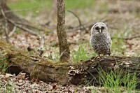 Barred owl on wood chunk. Original public domain image from Flickr