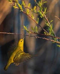 Yellow warbler. We spotted this yellow warbler at Shiawassee National Wildlife Refuge in Michigan. Original public domain image from Flickr