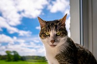 Cat by a sunny window. Original public domain image from Flickr