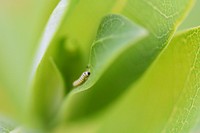 Monarch caterpillar on common milkweed. We spotted this small monarch caterpillar munching on some common milkweed. Original public domain image from Flickr