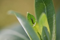 Monarch caterpillar on common milkweed. Original public domain image from Flickr