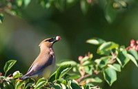 Cedar waxwing feeding on berries. Original public domain image from Flickr