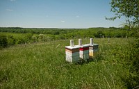 Three of the 80 bee hives of Brookview Farm in Manakin-Sabot, VA, on Thursday, May 5, 2011, that produce honey for Fall Line Farms, a local food cooperative in the Richmond, VA area that offers a wide variety of household food staples and specialty items on an ever changing inventory of fruits, vegetables, meats, soaps, eggs, cheeses, flowers, honey, pastas, sauces, syrups, baked goods, mushrooms, flour and grains.