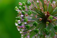 Green pollen macro shot. Original public domain image from Flickr