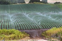 Conventional sprinkler irrigation at Leafy Greens, operated by farmer Tom Heess, in the Salinas Valley of California on Thursday, June 16, 2011.