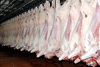 Sides of beef at the Sam Kane beef slaughterhouse in Corpus Christi, Texas on June 10, 2008 are stored in a refrigerated room.