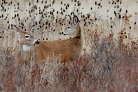 White tailed deer graze in the National Bison Range Wildlife Refuge in Montana on November 17, 2007.