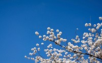 Cherry blossoms at the Tidal Basin in Washington, D.C., on Tuesday, March 20, 2012. USDA Photo by Lance Cheung. Original public domain image from Flickr