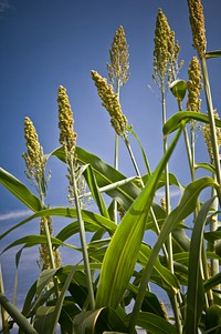 The Power Plant garden at the National Arboretum in Washington, D.C., displays a variety of plants that may provide a valuable and renewable source of bioenergy for America.