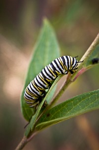 A monarch caterpillar crawls on a plant on a farm in Augusta County, Virginia on September 8, 2008. USDA photo by Bob Nichols.. Original public domain image from Flickr