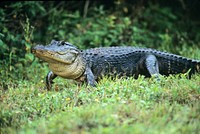 An American alligator treads through Everglades National Park in Florida on October 10, 1995.
