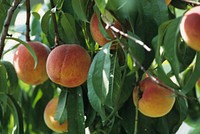 Peaches on the Williams Manor Peach Orchard in Morrisville, VA are ready for picking in mid August 1995. USDA photo by Larry Rana. Original public domain image from Flickr