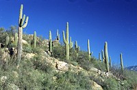 Saguaro cacti thrive on the desert part of the Tonto National Forest near Tucson, AZ on January 25, 2001.