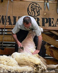 Sheep shearing is the process by which the woollen fleece of a sheep is cut off. The person who removes the sheep's wool is called a shearer. Typically each adult sheep is shorn once each year (a sheep may be said to have been "shorn" or "sheared", depending upon dialect). The annual shearing most often occurs in a shearing shed, a facility especially designed to process often hundreds and sometimes more than 3,000 sheep per day. Original public domain image from Flickr