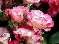 Raspberry Ice Rose. A real classic. Clusters of Cream flowers with raspberry margins. Great for the vase with lot's of vigour & very good health. Original public domain image from Flickr