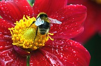 Dahlia pinnata is a species in the genus Dahlia, family Asteraceae, with the common name garden dahlia. It is the type species of the genus and is widely cultivated. Original public domain image from Flickr