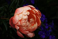 Orange peony. Original public domain image from Flickr