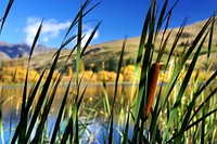 Bulrushes. Original public domain image from Flickr