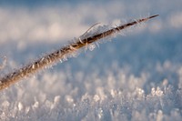 Hoar Frost & Yucca. Original public domain image from Flickr