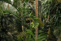 Jungle Room Conservatory at US Botanic Garden turns 80, first opened January 1933. Original public domain image from Flickr
