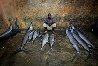 A trader waits to sell fish inside Mogadishu's fish market in the Xamar Weyne district of the Somali capital.