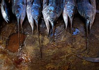 Freshly caught sailfish are lined up for sale inside Mogadishu's fish market, Somalia. Original public domain image from Flickr