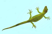 Northland green gecko, blue background. Original public domain image from Flickr